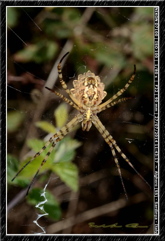 Argiope lobata